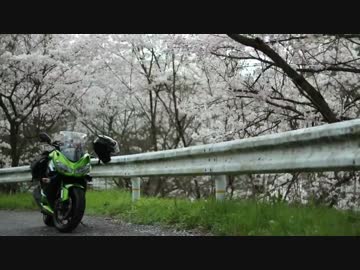 Ｎｉｎｊａまったり君で行く　きれいな桜を求めて【２０１５年】