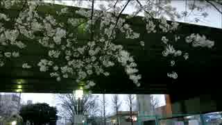 ただ桜が舞ってるだけの動画