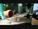 湧水水槽への道 Part1（外掛けフィルター編）