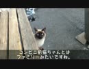 コンビニ前猫、増える + おまけ の巻