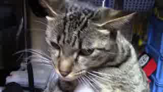 【生後350日】きょうの仔猫【蒼民家の猫々】