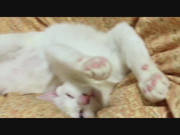 【宇宙猫】保護猫、甘えるのに失敗する