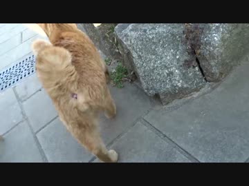 【閲覧注意】公園の猫の肛門を他の猫に嗅がせようとしたら怒られた