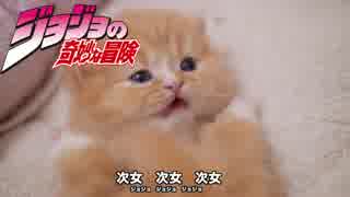 【猫アニソン】ジョジョその血の運命替え歌【マンチカンズ】