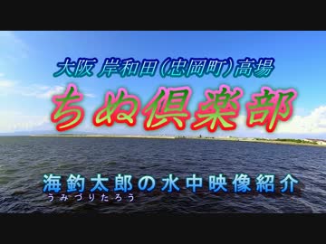 水中カメラ沈めてみた92　ちぬ倶楽部　魚影が凄い大阪高場