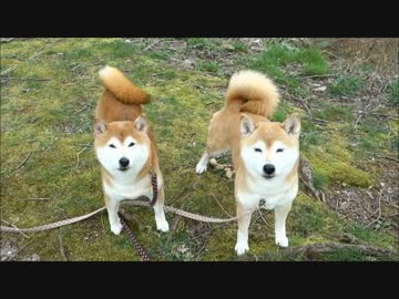 強風に吹かれまくる柴犬ひかりといちご