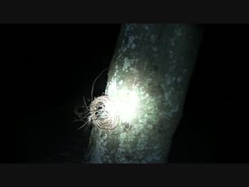 第三十七回　実況肝試し　【香川県】　高松の墓地