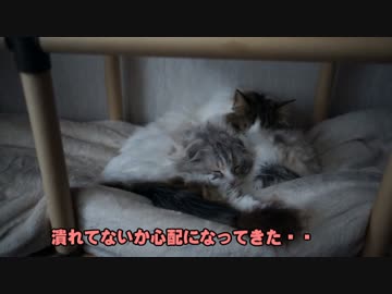 【#373】 もなかの変化　【猫万歳】