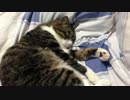 うちの猫の寝姿を撮影してみた（４月５日）