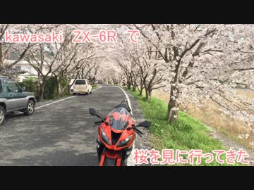 ZX-6Rで桜トンネルに行ってきた