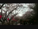 IMG_1829廿日市さくらまつり201501.MOV