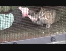 ツシマヤマネコ、鶏肉をスマッシュ!!