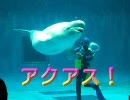 アクアス！