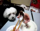 今日はくれないの？日本語版.wmv