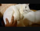 撫でてくれるならもっと撫でたまえ
