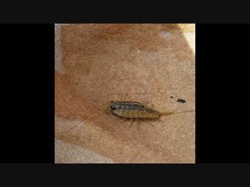 ※※静葉に粘着した暇人の末路※※