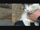 パンダ猫をマッサージ