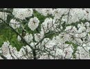 【鳥さんぽ】桜の国の春と野鳥【京都2015春】