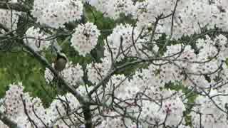 【鳥さんぽ】桜の国の春と野鳥【京都2015春】