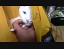 【生後352日】きょうの仔猫【蒼民家の猫々】
