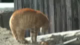 猫のケンカ　猫の島・青島にて