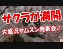 【サムスン発表会】 サクラが満開！