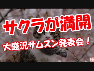 【サムスン発表会】 サクラが満開！