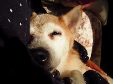 柴犬りょう１８歳！（１５年４月７日）