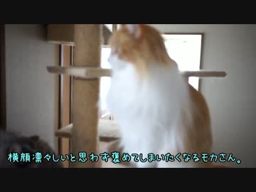 【#375】 みんな元気　【猫万歳】