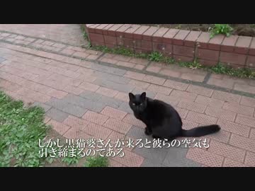 【キジトラ地獄】女帝黒猫、颯爽と公園の平和を維持する