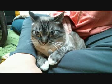 ジャンくんあぐら抱っこまで秒読み　その２