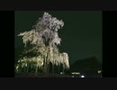 【魔法の】桜の国の東寺【桜】