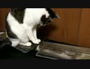 濾過器でネコ草を栽培してみたら・・・・