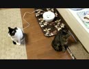 正式なご飯の発注