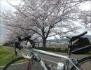 2015_04_03_Friday_Morning_石川サイクルライン_桜並木♪.mp4