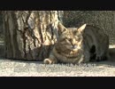 【キジトラ地獄】事件勃発！流れ猫VS公園の猫ファミリー