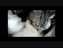 【ねこさんと暮らす】育児は大変？