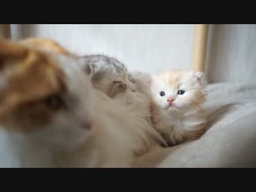 【#376】 ぐんぐん成長する　【猫万歳】