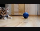 ボールで遊ぶ子猫がかわいすぎる
