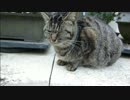 とある田舎の猫事情　～またたび誘導失敗～