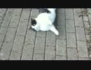 かわいい声のハチワレの歓迎