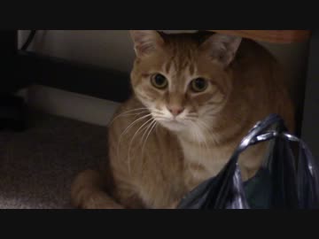 拾いねこ＠生後1009/976日目　アコツキと人間ふたり、家族団欒