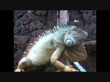 爬虫類カフェ 横浜亜熱帯茶館でリクガメやトカゲを触ってきた