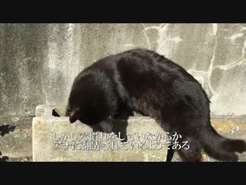 【猫時空】猫時空の猫、穴にハマる