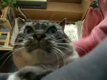 ジャンくんあぐら抱っこまで秒読み　その３