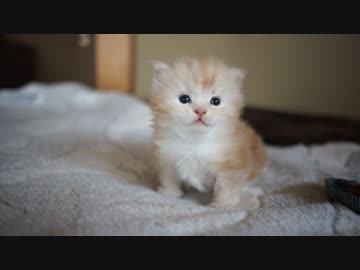 【#377】 離乳食たべる　【猫万歳】