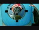 【アメショのピカソ】猛ダッシュする猫