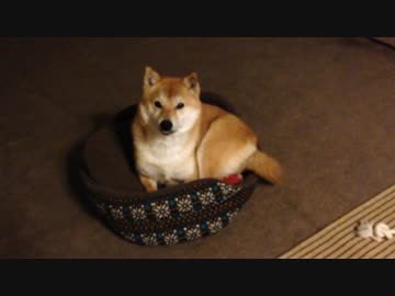 【柴犬】我が家の柴犬の記録【その1】
