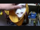 【生後355日】きょうの仔猫【蒼民家の猫々】
