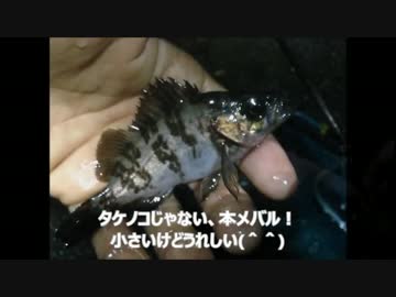 【かーびーの釣り日記】part38 バチシーバスとメバリング